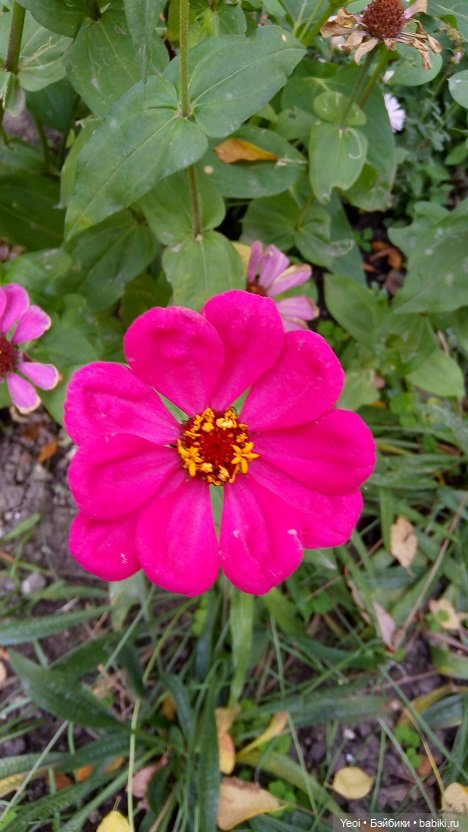 Лето почти ушло, а осень еще не наступила... фото цветов (фото 5)