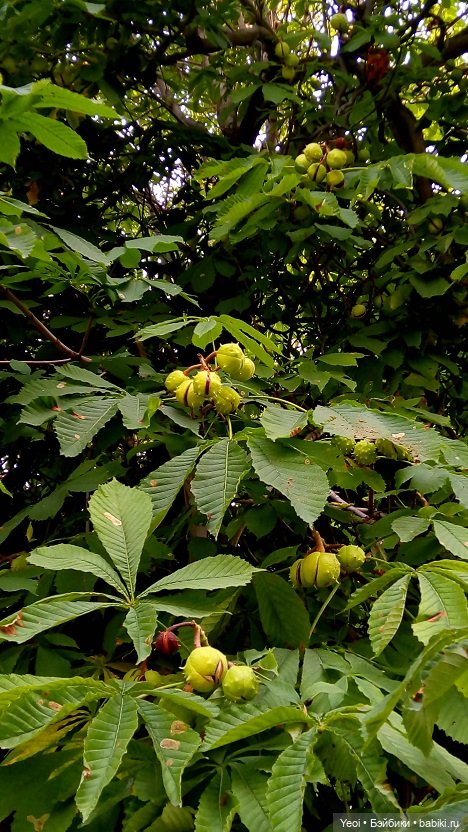 Лето почти ушло, а осень еще не наступила... фото цветов