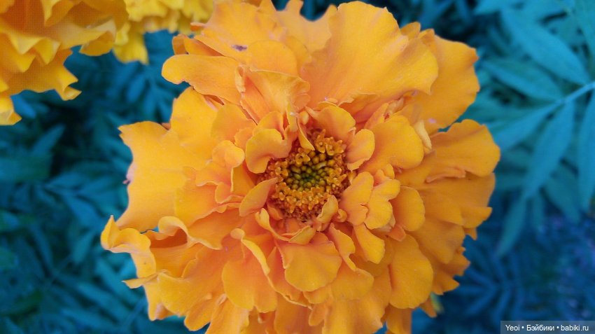 Лето почти ушло, а осень еще не наступила... фото цветов (фото 9)