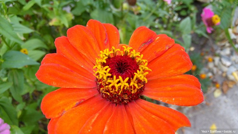 Лето почти ушло, а осень еще не наступила... фото цветов