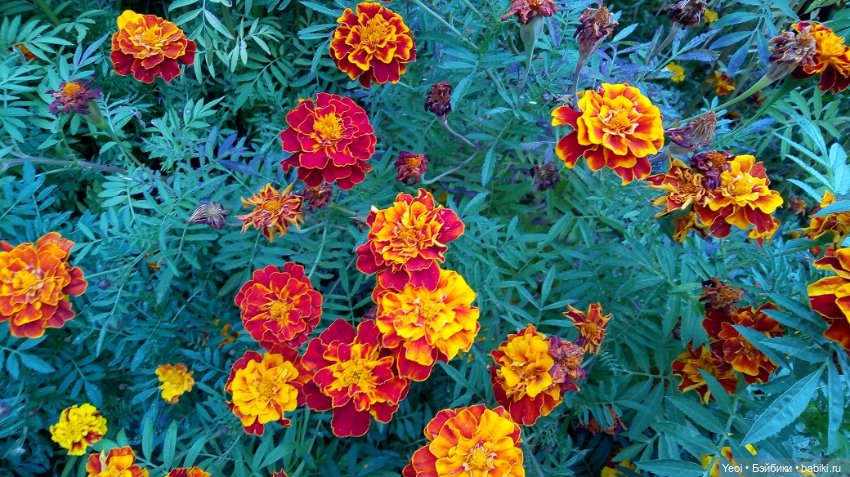 Лето почти ушло, а осень еще не наступила... фото цветов