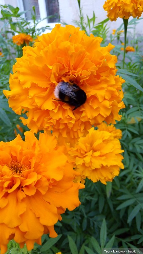 Лето почти ушло, а осень еще не наступила... фото цветов