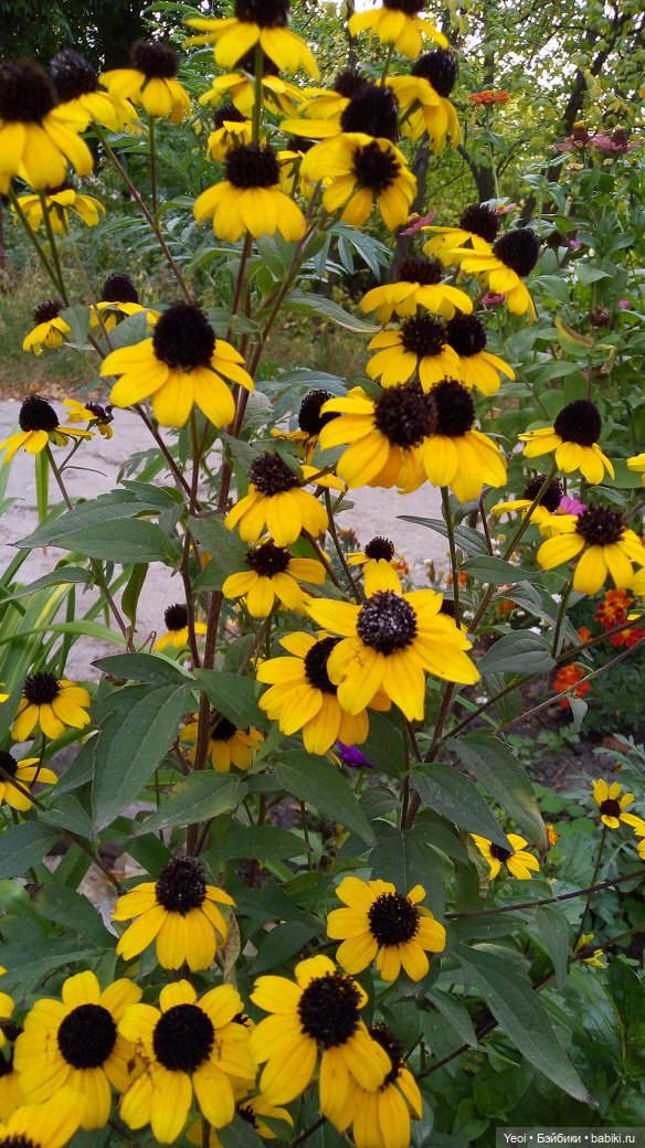 Лето почти ушло, а осень еще не наступила... фото цветов