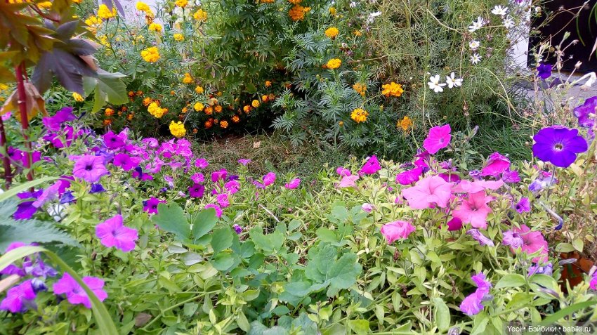 Лето почти ушло, а осень еще не наступила... фото цветов