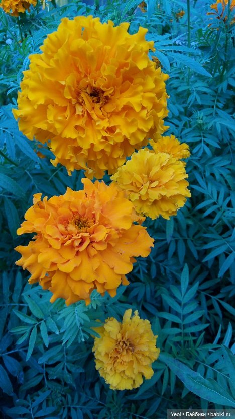 Лето почти ушло, а осень еще не наступила... фото цветов (фото 8)