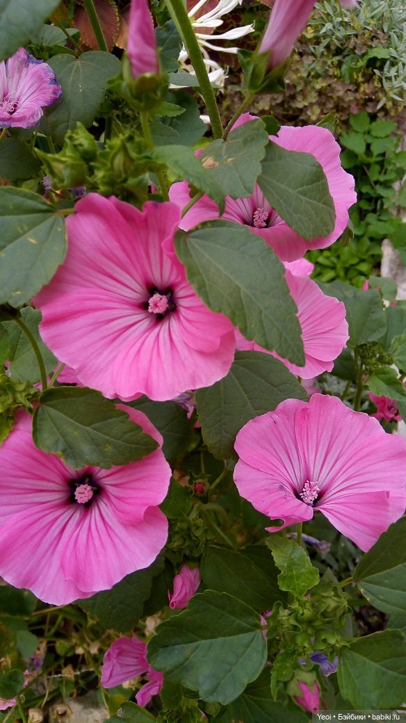 Лето почти ушло, а осень еще не наступила... фото цветов