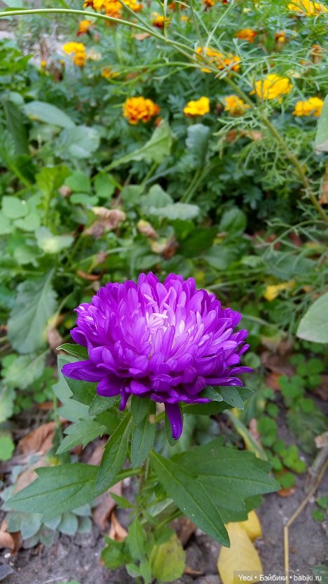 Лето почти ушло, а осень еще не наступила... фото цветов (фото 4)