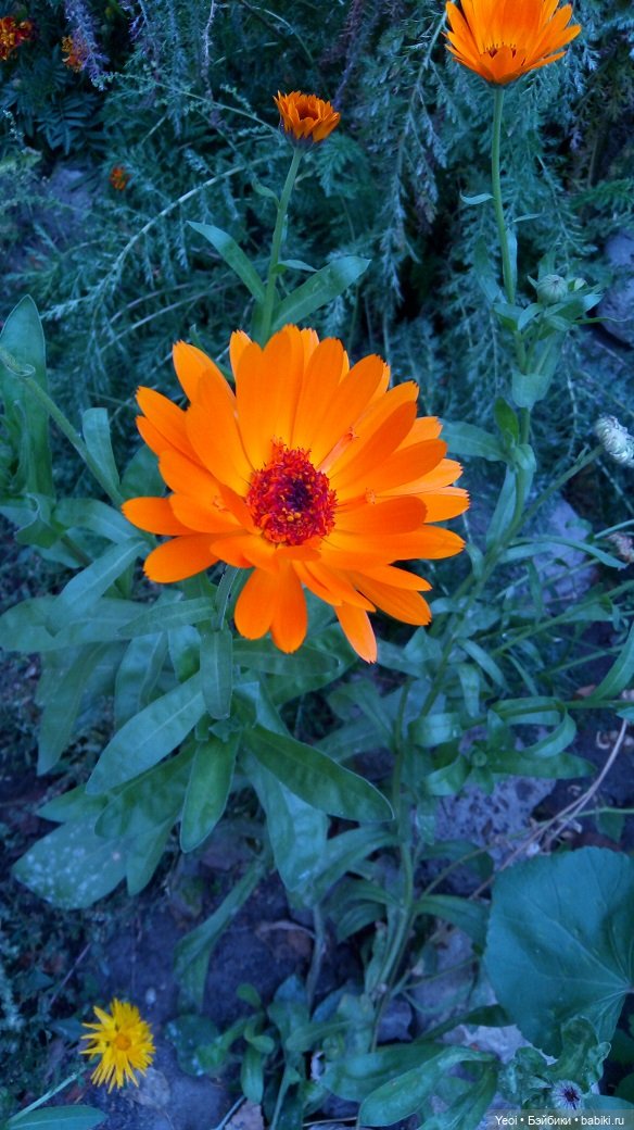 Лето почти ушло, а осень еще не наступила... фото цветов