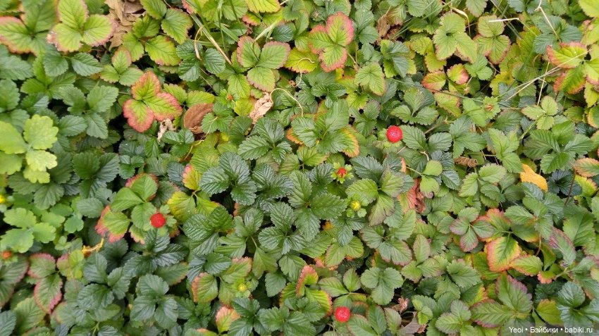 Лето почти ушло, а осень еще не наступила... фото цветов