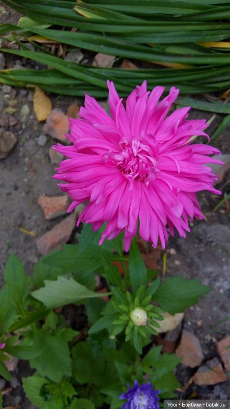 Лето почти ушло, а осень еще не наступила... фото цветов (фото 6)