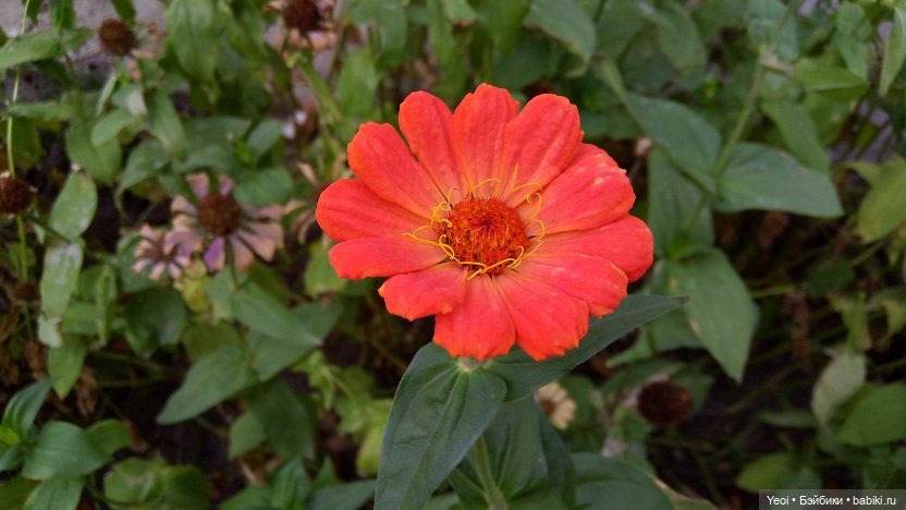 Лето почти ушло, а осень еще не наступила... фото цветов