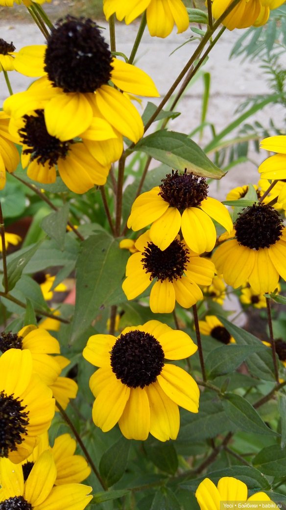 Лето почти ушло, а осень еще не наступила... фото цветов