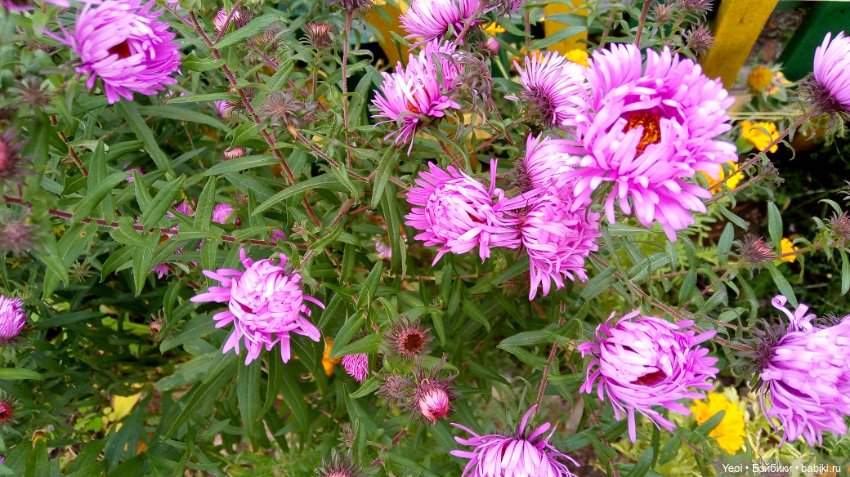 Лето почти ушло, а осень еще не наступила... фото цветов