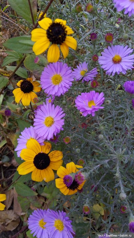 Лето почти ушло, а осень еще не наступила... фото цветов