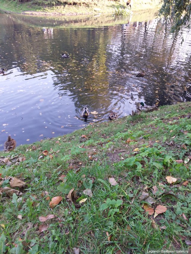 Лестат. Осень — Куклы Bratz (Братц) и Moxie Girlz: MGA