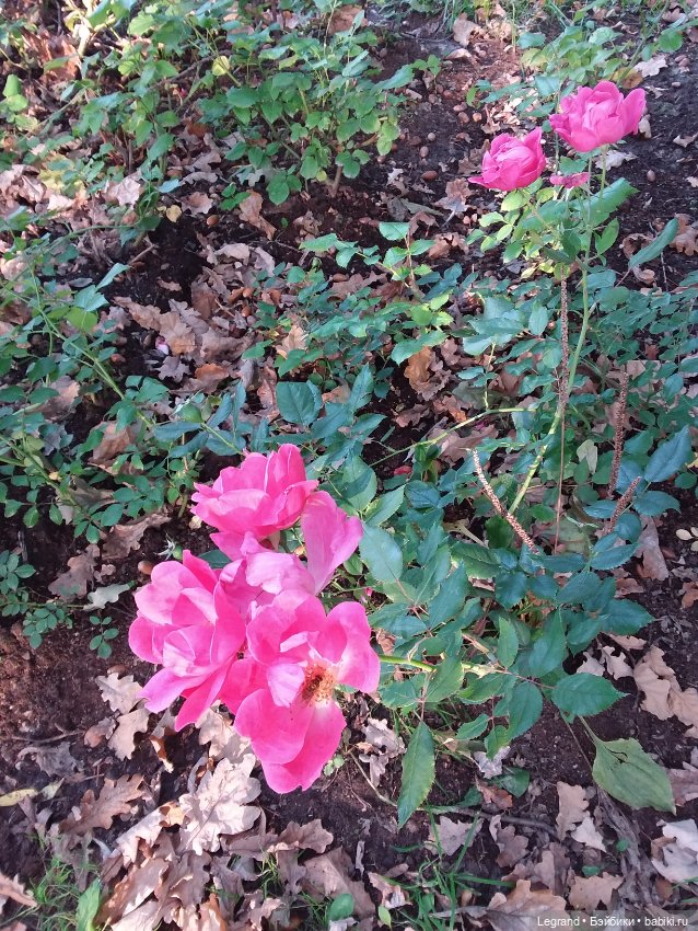 Лестат. Осень — Куклы Bratz (Братц) и Moxie Girlz: MGA