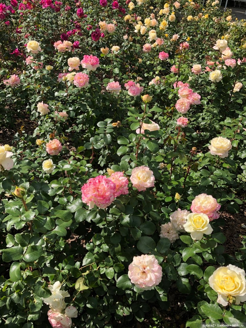 "Наш мир – аллея молодая роз..."