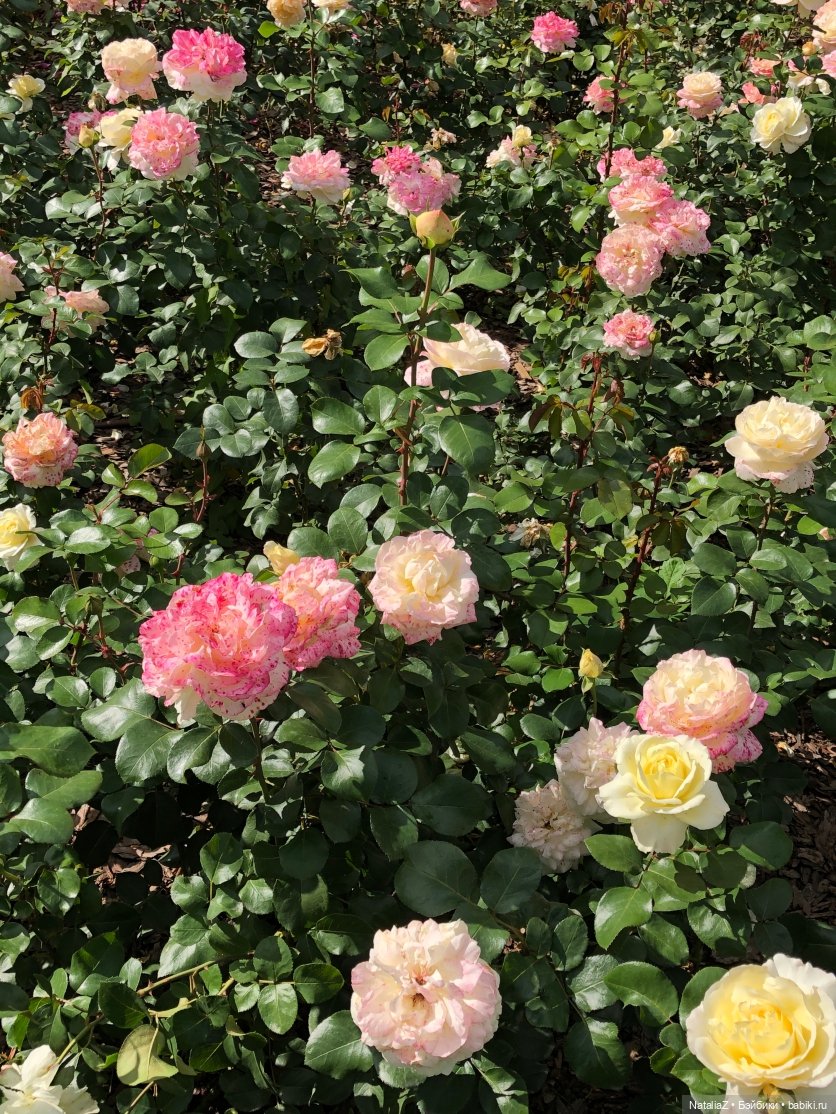 "Наш мир – аллея молодая роз..."