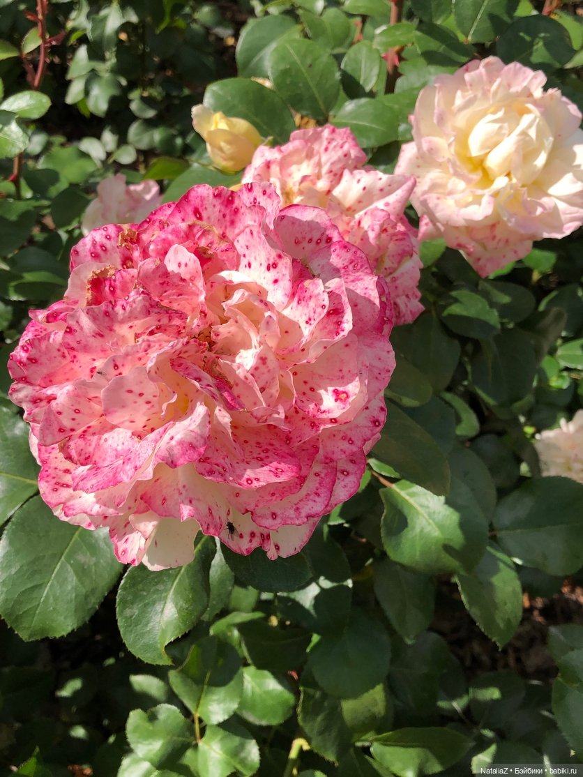 "Наш мир – аллея молодая роз..."