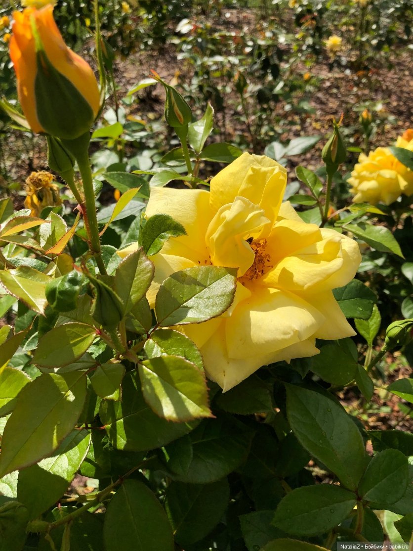 "Наш мир – аллея молодая роз..."