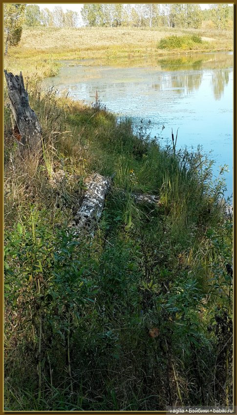 Прогулка за грибами — Болталка и разговоры обо всем: жизнь