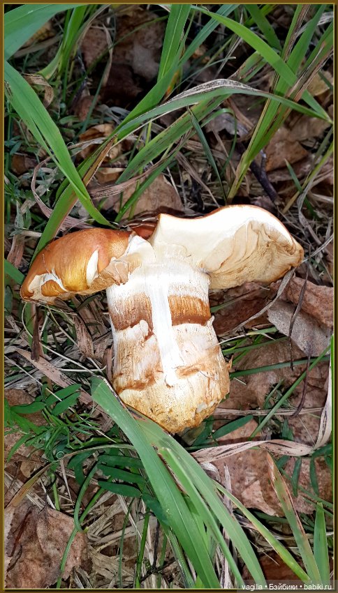 Прогулка за грибами — Болталка и разговоры обо всем: жизнь