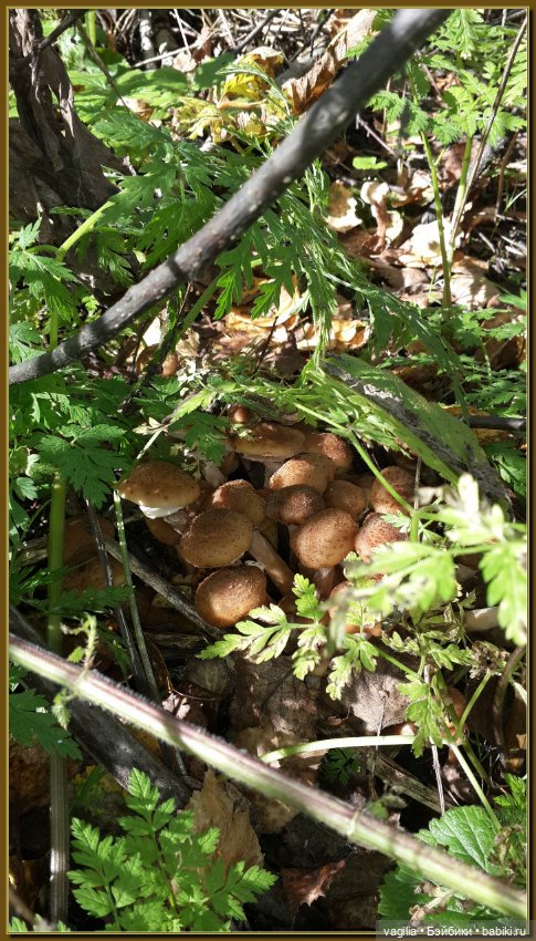 Прогулка за грибами — Болталка и разговоры обо всем: жизнь (фото 7)