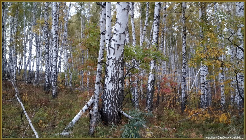 Прогулка за грибами — Болталка и разговоры обо всем: жизнь