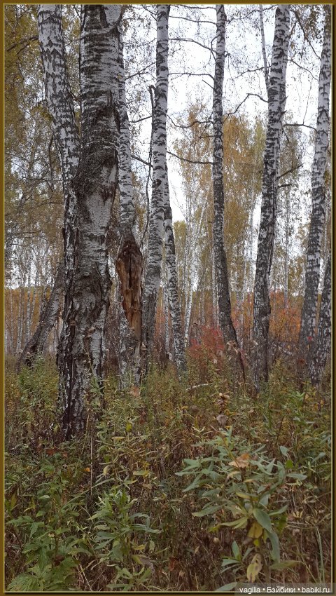 Прогулка за грибами — Болталка и разговоры обо всем: жизнь