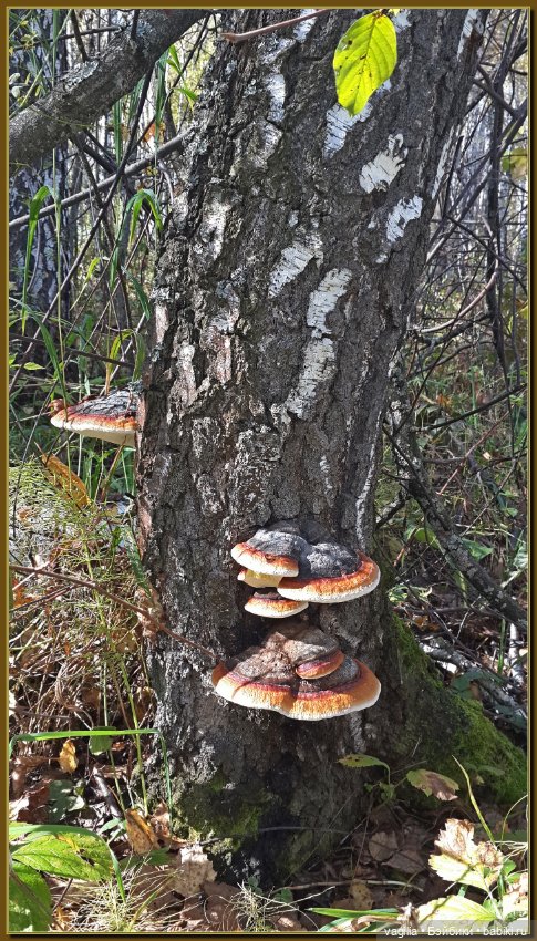 Прогулка за грибами — Болталка и разговоры обо всем: жизнь (фото 4)