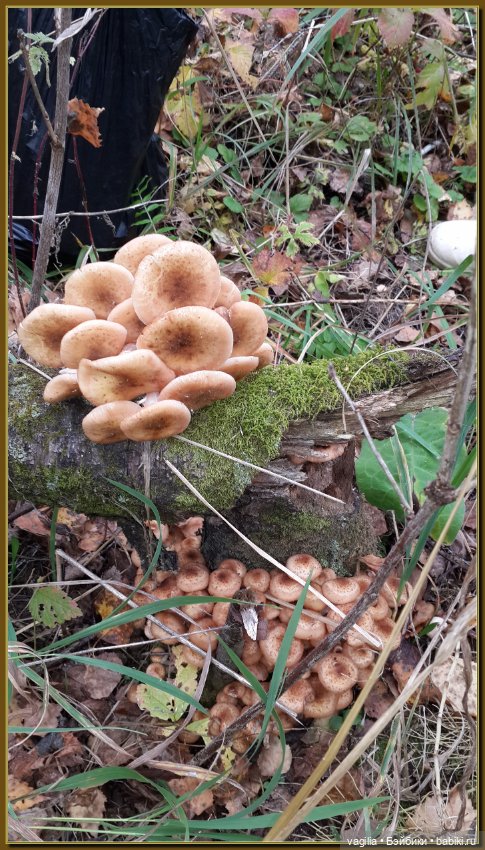 Прогулка за грибами — Болталка и разговоры обо всем: жизнь