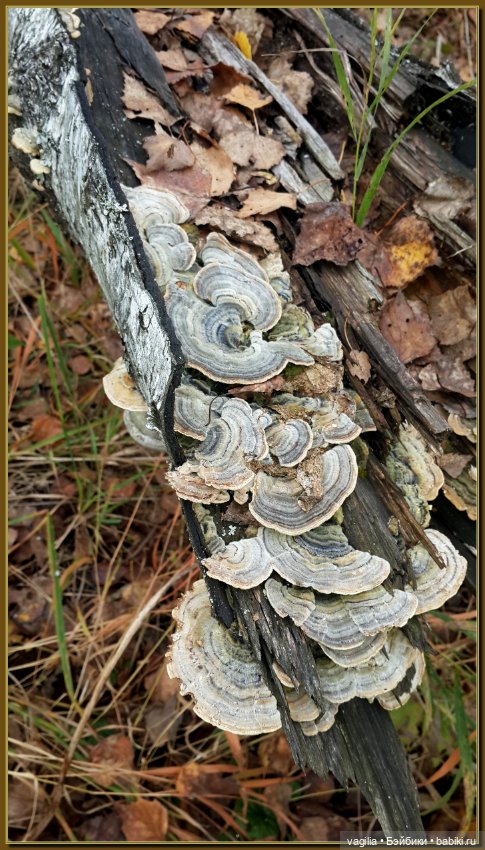 Прогулка за грибами — Болталка и разговоры обо всем: жизнь