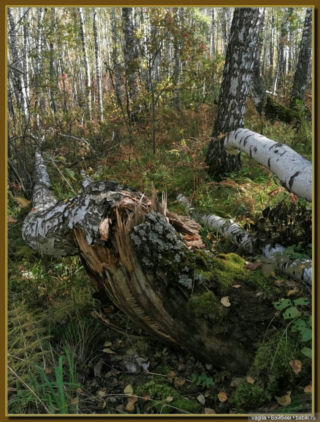 Прогулка за грибами — Болталка и разговоры обо всем: жизнь