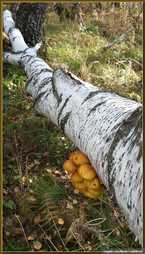 Прогулка за грибами — Болталка и разговоры обо всем: жизнь (фото 10)
