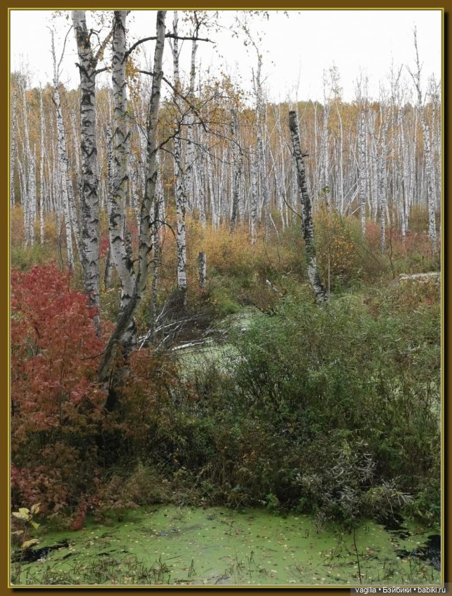 Прогулка за грибами — Болталка и разговоры обо всем: жизнь
