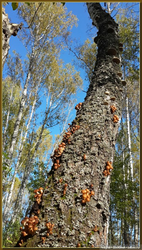 Прогулка за грибами — Болталка и разговоры обо всем: жизнь (фото 3)