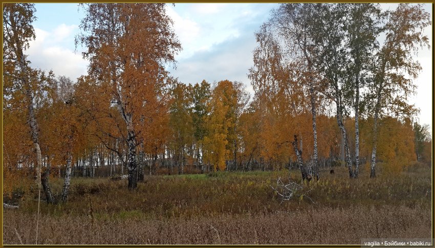 Прогулка за грибами — Болталка и разговоры обо всем: жизнь
