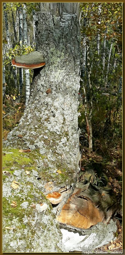 Прогулка за грибами — Болталка и разговоры обо всем: жизнь