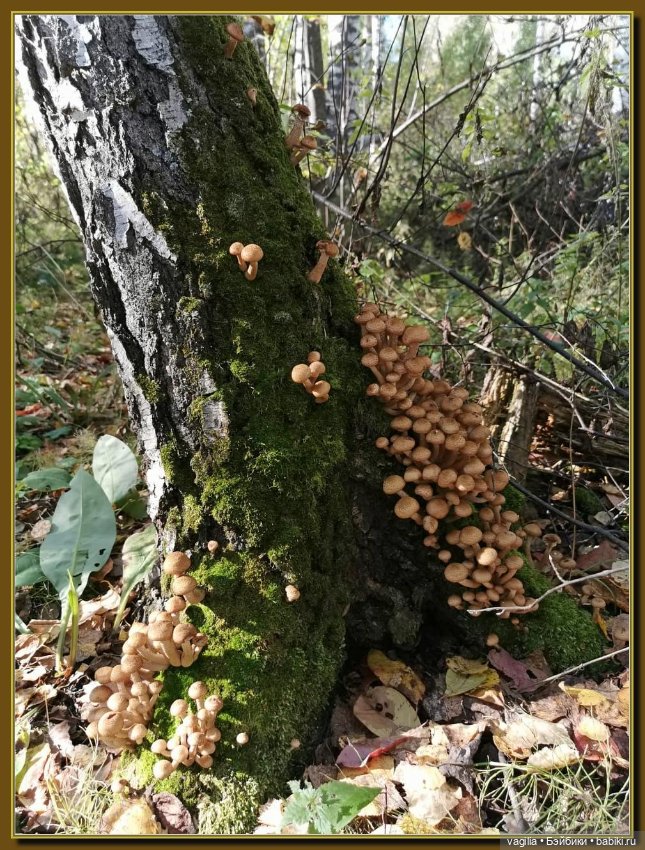 Прогулка за грибами — Болталка и разговоры обо всем: жизнь