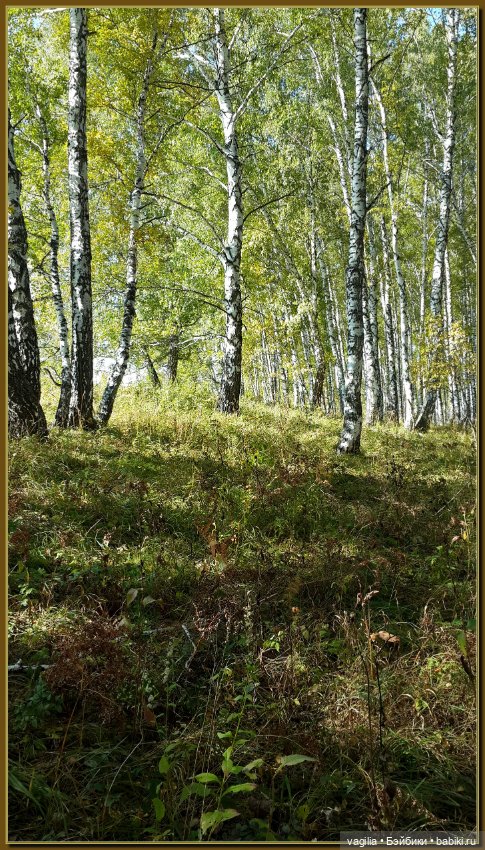 Прогулка за грибами — Болталка и разговоры обо всем: жизнь