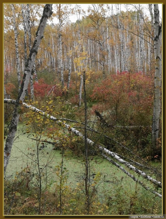 Прогулка за грибами — Болталка и разговоры обо всем: жизнь