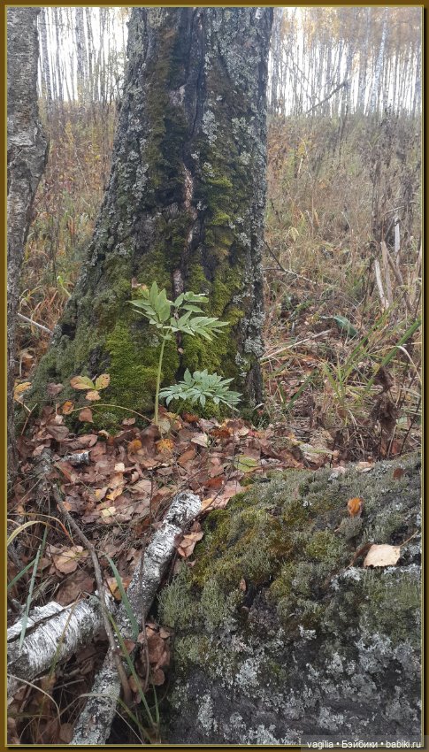 Прогулка за грибами — Болталка и разговоры обо всем: жизнь