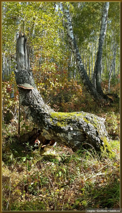 Прогулка за грибами — Болталка и разговоры обо всем: жизнь