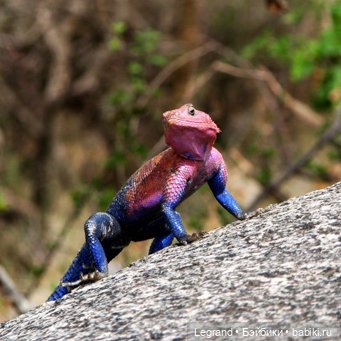 Натуралисты. Постконкурсное