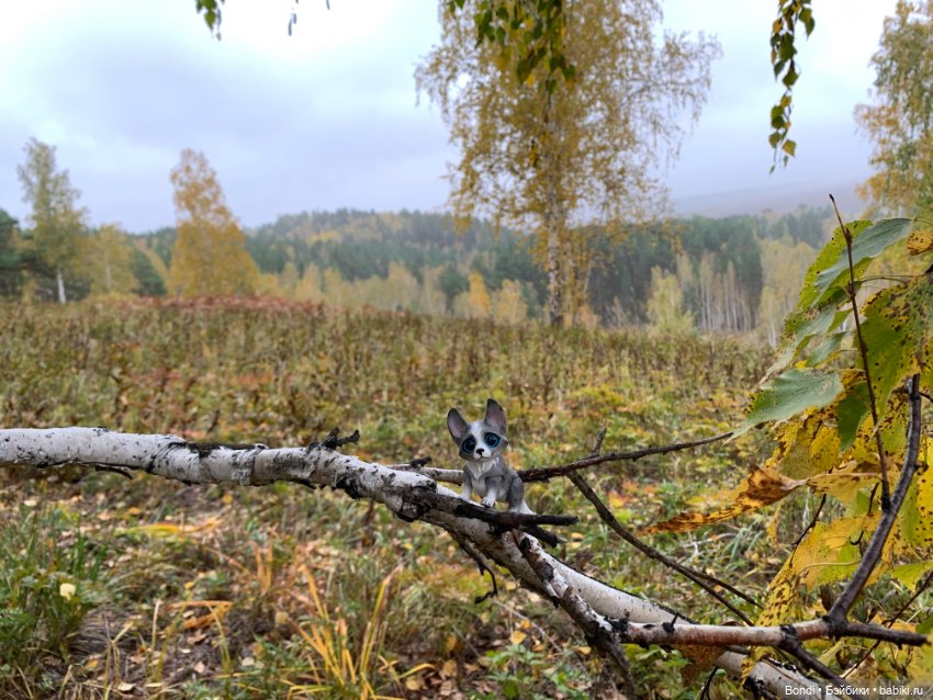 Гуляем с Омлетиком в осеннем лесу (фото 9)
