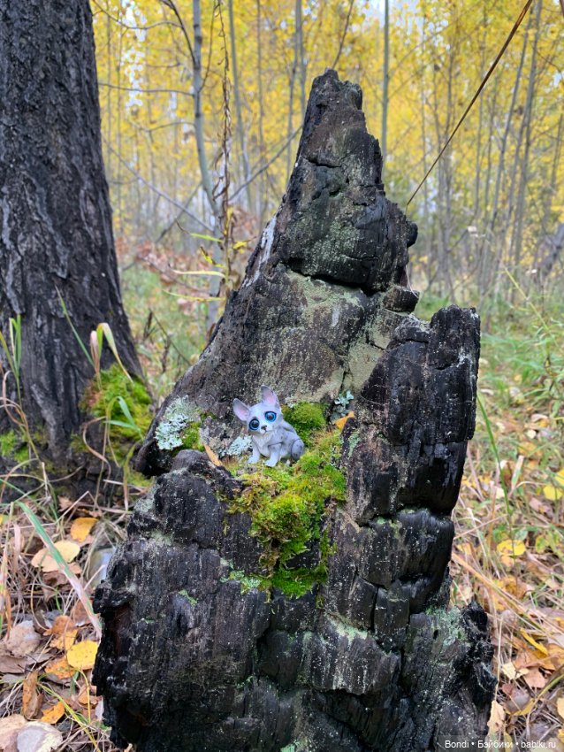 Гуляем с Омлетиком в осеннем лесу (фото 2)