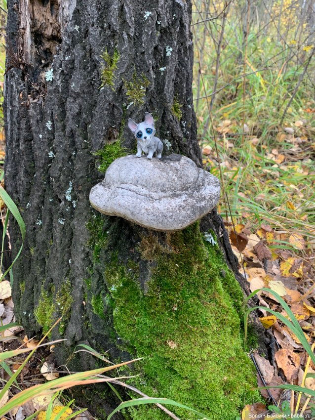 Гуляем с Омлетиком в осеннем лесу