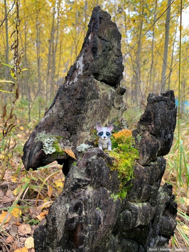 Гуляем с Омлетиком в осеннем лесу (фото 3)