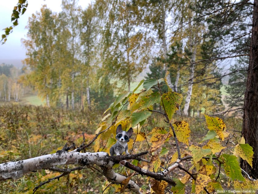 Гуляем с Омлетиком в осеннем лесу (фото 8)