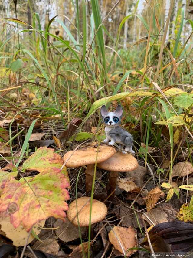 Гуляем с Омлетиком в осеннем лесу (фото 7)